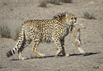 Experimental tour-Iranian Cheetah